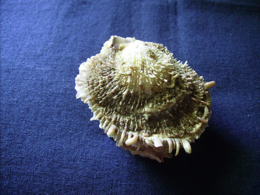 un caso di sinonimia